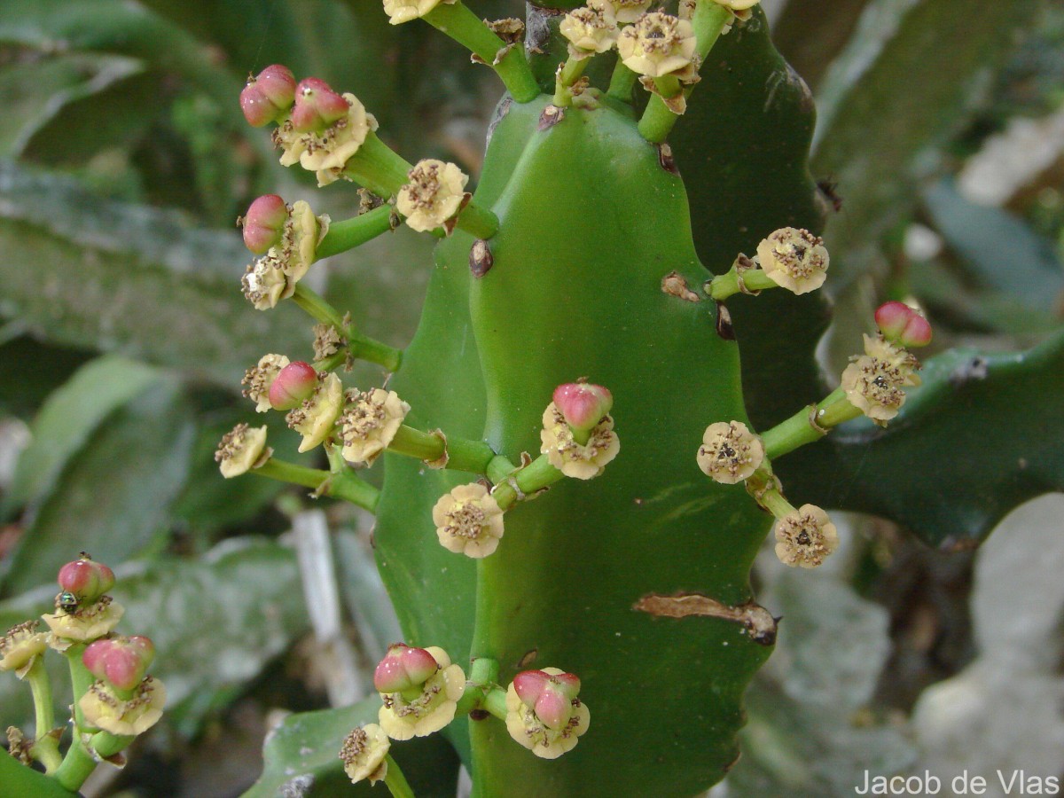 Euphorbia antiquorum L.